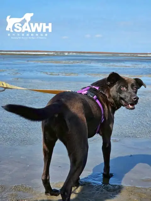 Dogs from our Saturday walks