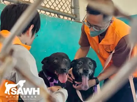 Volunteers keeping two black dogs company at the shelter