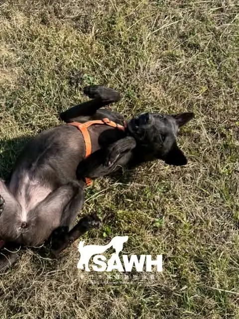 Dogs from our Saturday walks