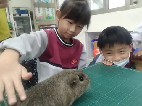 A child gently petting a guinea pig in class