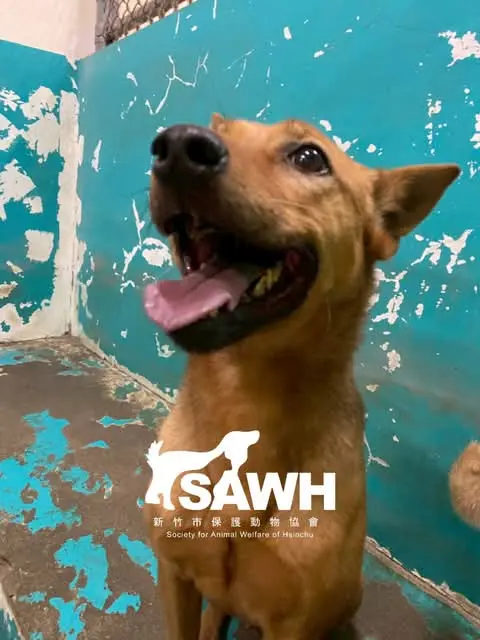 A brown shelter dog grinning